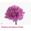 product/img.floraplaza.nl/LDIAFAR-ASSORTI_fotos-MVA-Dianthus farida.jpg