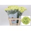 product/img.floraplaza.nl/LDIAGOB-LIVE_fotos-0x7C801BB6D91E4041264A80BE17C43D21C42BD7C3.jpg