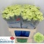 product/img.floraplaza.nl/LDIAGOB-LIVE_fotos-0xA40A6DE9B063A1AF627F17933E049A8BC5041924.jpg