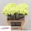 product/img.floraplaza.nl/LDIAGOB-LIVE_fotos-0xEBAB593F42D41FE7B43F426BB6FBCBEC03A38F34.jpg