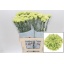product/img.floraplaza.nl/LDIAGOB-LIVE_fotos-0xFF9C867CE0AD2AA94E950789D95F58EE8BCA0D5A.jpg