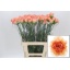 product/img.floraplaza.nl/LDIAGOOG-LIVE_fotos-0x6FD140908F5B0773569A610E9617D8EF0647377D.jpg