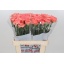 product/img.floraplaza.nl/LDIAGOOG-LIVE_fotos-0x7C3A460732FB1F03393FB9AF9622D5FCB1E0219C.jpg