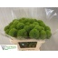 product/img.floraplaza.nl/LDIAGRET5-LIVE_fotos-0x6BED645C9B3906BB77AEA8046AD6DD1CDA331F9E.jpg