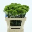product/img.floraplaza.nl/LDIAGRET5-LIVE_fotos-0xCB980619F88092382EF58F3C5C59CF93AD64C529.jpg
