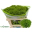 product/img.floraplaza.nl/LDIAGREW5-LIVE_fotos-0x3A2B51E7D14B9AA93C35C1588834F1338138D9A3.jpg