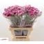 product/img.floraplaza.nl/LDIAHYP-LIVE_fotos-0x43117A43DFE566E195ED9BB597ADD1DDD841F712.jpg