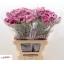 product/img.floraplaza.nl/LDIAHYP-LIVE_fotos-0x6A14B5999A6FB3502482400822F22E7B183C24A2.jpg