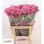 product/img.floraplaza.nl/LDIAHYP-LIVE_fotos-0xA37E97EE6C6F4CDC1A528EB2712B08C76D86822F.jpg
