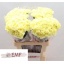 product/img.floraplaza.nl/LDIAJANEIRO-LIVE_fotos-0x45CB0F8DC76A0DF64E9FCC91CBEBB5663210794D.jpg