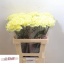product/img.floraplaza.nl/LDIAJANEIRO-LIVE_fotos-0x4D8E2A374778B2E854A72C17907862F39DA6889E.jpg