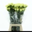 product/img.floraplaza.nl/LDIAJANEIRO-LIVE_fotos-0xA1CBBBE117B57B593FB1D00A6D2081D0EA497A3E.jpg