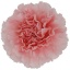 product/img.floraplaza.nl/LDIAJOD-ASSORTI_fotos-MVA-Colibri - Doncel.jpg