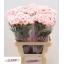 product/img.floraplaza.nl/LDIAJOD-LIVE_fotos-0xC09BEC66AC1253726FB86CC9751419244FA1A39F.jpg
