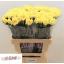 product/img.floraplaza.nl/LDIAKIR-LIVE_fotos-0xE55845BCFD43E208FB2889FAE2A644B02AF0D1E9.jpg