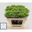 product/img.floraplaza.nl/LDIAKIWM5-LIVE_fotos-0x1224F56FDCC9C00D4E5A011A3CBF69FA270EDD7D.jpg