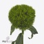 product/img.floraplaza.nl/LDIAKIWM6-ART_fotos-VBN-vbn120639.jpg