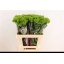 product/img.floraplaza.nl/LDIAKIWM6-LIVE_fotos-0xC9797B18E8C6482104155282305B846CF4A1F05C.jpg