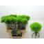 product/img.floraplaza.nl/LDIAKIWM6-LIVE_fotos-0xCCE3F05F2D53C0164305A43BFEBEF580681C0C05.jpg
