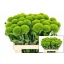 product/img.floraplaza.nl/LDIAKIWM6-LIVE_fotos-0xEC99E869F919616D98BB4D0EA741A73FE1E47A37.jpg