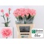product/img.floraplaza.nl/LDIAKLE-LIVE_fotos-0x51E8BFB7A6CBC715C4FB38E8325EC3E576E6D254.jpg