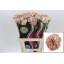 product/img.floraplaza.nl/LDIALADS-LIVE_fotos-0x1A646C38C4D4DBC1EB5C1EBE33398D7588A24EEA.jpg