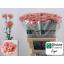 product/img.floraplaza.nl/LDIALEGE-LIVE_fotos-0xC08547EA3F1C69C07036FAD424FD8F35093C1D41.jpg