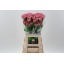 product/img.floraplaza.nl/LDIALEGE-LIVE_fotos-0xC345EBC6818A31AE76AF6E19B72B2770FA7FC60B.jpg