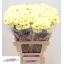 product/img.floraplaza.nl/LDIALUI-LIVE_fotos-0x53B7E2F4CDAD0703DD260284DA93735C259CEEA6.jpg