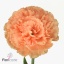 product/img.floraplaza.nl/LDIAMEG-ART_Fotos-VBN-vbn114394.jpg