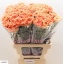 product/img.floraplaza.nl/LDIAMEG-LIVE_fotos-0x3F2980BC1C0F0490A511914D0EB862A0E00B3A0F.jpg