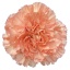 product/img.floraplaza.nl/LDIAMEG-LIVE_fotos-0x42D46A82B5CCB81CAEFE36A44EA5722F1E1FA192.jpg
