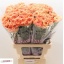 product/img.floraplaza.nl/LDIAMEG-LIVE_fotos-0x6730D2F16F64895086B4C361CBA3EEEED48FA079.jpg