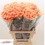 product/img.floraplaza.nl/LDIAMEG-LIVE_fotos-0x7BE992D50620CB527D814DA19AEB0024D4E6AF65.jpg