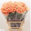 product/img.floraplaza.nl/LDIAMEG-LIVE_fotos-0xEC7A4D71D4AA9FC0192D06D0331A6A1DEB7188CE.jpg