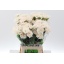 product/img.floraplaza.nl/LDIAMOON-LIVE_fotos-0xD6C1ED45B93EF3BB4DE3414E344D571DF497E5EA.jpg