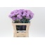 product/img.floraplaza.nl/LDIAMOONA-LIVE_fotos-0x79301D46E467F94B5B931BDD8C39E9EE6FB6478D.jpg