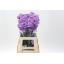 product/img.floraplaza.nl/LDIAMOONA-LIVE_fotos-0xEA8E621DCF94D28FF382AD342B75A56A48EFFD81.jpg
