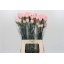 product/img.floraplaza.nl/LDIANAH-LIVE_fotos-0x5E0CC9E4DB215FD880DA672813C875B02D39CEB8.jpg