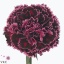 product/img.floraplaza.nl/LDIANOBB-ART_Fotos-VBN-vbn108824.jpg