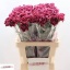 product/img.floraplaza.nl/LDIANOBB-LIVE_fotos-0x0C652B8B2BA23FB572FC72063F3EADC91226FDFC.jpg