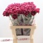 product/img.floraplaza.nl/LDIANOBB-LIVE_fotos-0x6CD02D3727479EF7ED6677B2A10481C6C3B22393.jpg