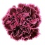product/img.floraplaza.nl/LDIANOBB-LIVE_fotos-0xBD5BB41C639C77A434090263B0E2D3A449F6EB0B.jpg