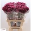 product/img.floraplaza.nl/LDIANOBB-LIVE_fotos-0xD34D1A04115B3B9EE4E7D57608DF79287B8DC295.jpg
