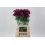 product/img.floraplaza.nl/LDIANOBB-LIVE_fotos-0xD4CB2DF512C24400B5DC42B0B57F784C0A0F568C.jpg