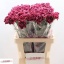 product/img.floraplaza.nl/LDIANOBB-LIVE_fotos-0xE7D041173D7896B1B430BA86B93E85296448112E.jpg
