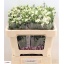 product/img.floraplaza.nl/LDIARAFEL-LIVE_fotos-0x3F19D1263A960563230D2379D3EACE2563D3C5A9.jpg