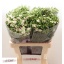 product/img.floraplaza.nl/LDIARAFEL-LIVE_fotos-0xBEF689C60DB2FF2EED7C4D5FBBB83A097F7CC14F.jpg