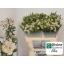 product/img.floraplaza.nl/LDIARAFEL-LIVE_fotos-0xE538277D2198AE6A754E2B388A61B3D2562E57E4.jpg