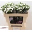 product/img.floraplaza.nl/LDIARAFLO5-LIVE_fotos-0xF5FA54A6673118AB0F6CB4A1E8E3485CBC8D4682.jpg